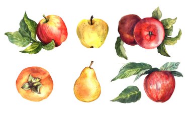 Suluboya elle boyanmış meyveler. Botanik illüstrasyon.