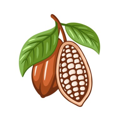 Beyaz arka planda izole edilmiş kakao çekirdekleri. Logo şablonu. Kakao fasulyesi. Tasarım elemanları. Vektör illüstrasyonu