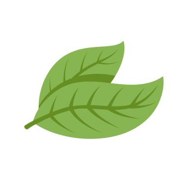 Beyaz arka planda izole edilmiş kakao çekirdekleri. Logo şablonu. Kakao fasulyesi. Tasarım elemanları. Vektör illüstrasyonu