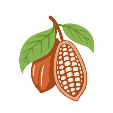 Beyaz arka planda izole edilmiş kakao çekirdekleri. Logo şablonu. Kakao fasulyesi. Tasarım elemanları. Vektör illüstrasyonu