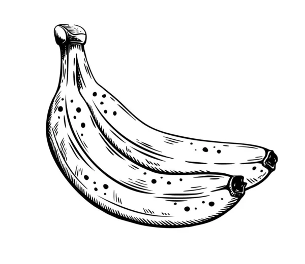 손으로 바나나 스케치는 배경에 분리되어 일러스트 — 스톡 벡터