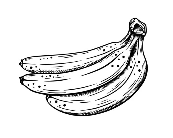 Handgezeichnete Bananen Skizzieren Isoliert Auf Weißem Hintergrund Vektorillustration — Stockvektor