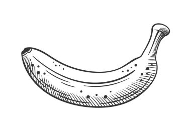 Beyaz arka planda el yapımı muz çizimi. Vektör illüstrasyonu