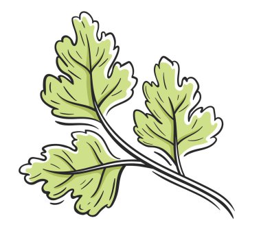 Beyaz arka planda yeşil maydanoz izole edilmiş. Çizgi film tarzında taze maydanoz ikonu. Vektör illüstrasyonu