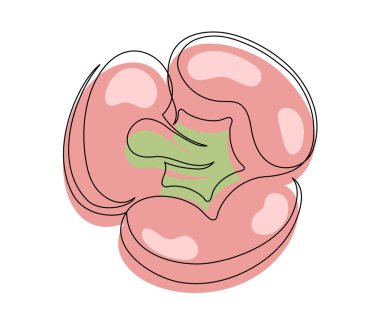Tek kırmızı dolma biber çizgisi beyaz arkaplanda izole edilmiş. Basit bir sebze silueti. El çizimi kırmızı dolma biber ana hatları. Vektör illüstrasyonu