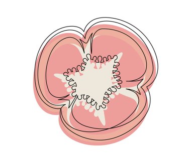 Dilimlenmiş kırmızı biber çizgisi beyaz arka planda izole edilmiş. Basit bir sebze silueti. El çizimi kırmızı dolma biber ana hatları. Vektör illüstrasyonu