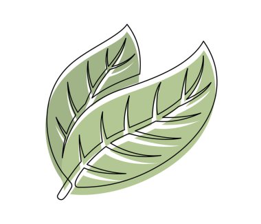 Yeşil kakao yaprakları beyaz arka planda izole edilmiş. Basit bir sebze silueti. El çizimi kakao yaprakları ana hatları. Vektör illüstrasyonu