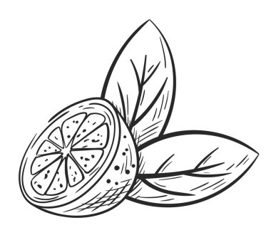 Kireç yarısı, beyaz arka planda elle çizilmiş yapraklar. Bölümde bir limon çizimi var. Klasik tasarım. Vektör illüstrasyonu