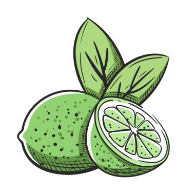 Yaprakları beyaz arka planda izole edilmiş limonlar. Limon ve yarım limon çizimi. Klasik renkli tasarım. Vektör illüstrasyonu