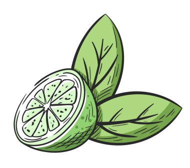 Kireç yarısı, beyaz arka planda elle çizilmiş yapraklar. Bölümde bir limon çizimi var. Klasik renkli tasarım. Vektör illüstrasyonu