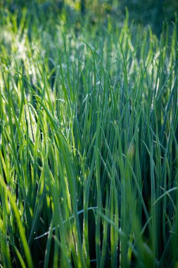 Ekin sahasında bir sürü taze sebze var.