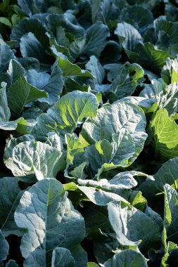 Ekin sahasında bir sürü taze sebze var.