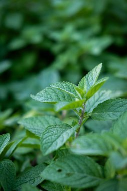 Ekin sahasında bir sürü taze sebze var.
