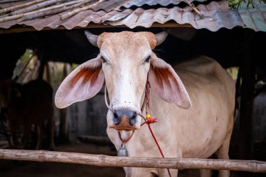 İnekler içeride Tayland 'dan bir şarkı dinliyorlar.