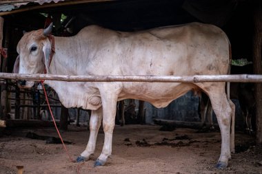 İnekler içeride Tayland 'dan bir şarkı dinliyorlar.