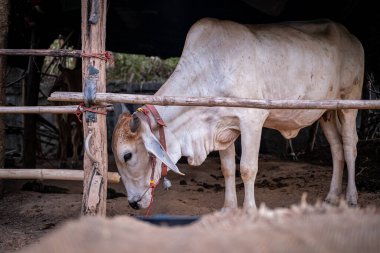 İnekler içeride Tayland 'dan bir şarkı dinliyorlar.