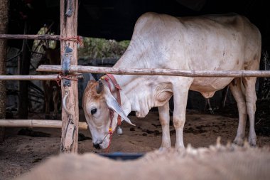 İnekler içeride Tayland 'dan bir şarkı dinliyorlar.