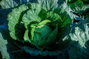 Bahçede yeşil yapraklı sebzeler