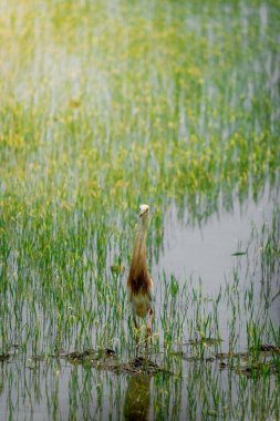 Turnalar, yeşil pirinç bitkilerinin filizlendiği pirinç tarlasının ortasında yiyecek arıyorlar.