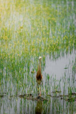 Turnalar, yeşil pirinç bitkilerinin filizlendiği pirinç tarlasının ortasında yiyecek arıyorlar.