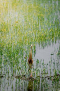 Turnalar, yeşil pirinç bitkilerinin filizlendiği pirinç tarlasının ortasında yiyecek arıyorlar.