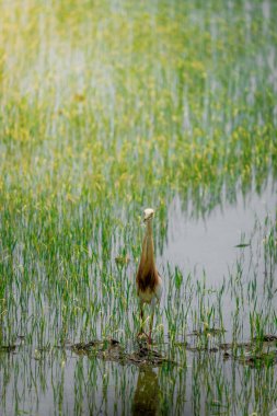 Turnalar, yeşil pirinç bitkilerinin filizlendiği pirinç tarlasının ortasında yiyecek arıyorlar.