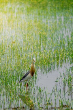 Turnalar, yeşil pirinç bitkilerinin filizlendiği pirinç tarlasının ortasında yiyecek arıyorlar.