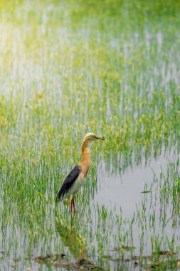 Turnalar, yeşil pirinç bitkilerinin filizlendiği pirinç tarlasının ortasında yiyecek arıyorlar.