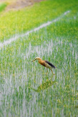 Turnalar, yeşil pirinç bitkilerinin filizlendiği pirinç tarlasının ortasında yiyecek arıyorlar.