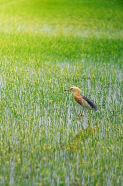 Turnalar, yeşil pirinç bitkilerinin filizlendiği pirinç tarlasının ortasında yiyecek arıyorlar.