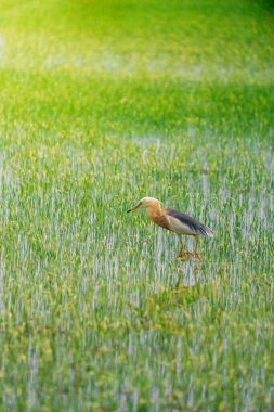 Turnalar, yeşil pirinç bitkilerinin filizlendiği pirinç tarlasının ortasında yiyecek arıyorlar.