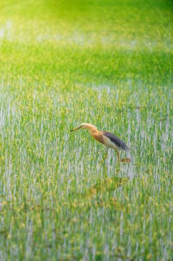 Turnalar, yeşil pirinç bitkilerinin filizlendiği pirinç tarlasının ortasında yiyecek arıyorlar.