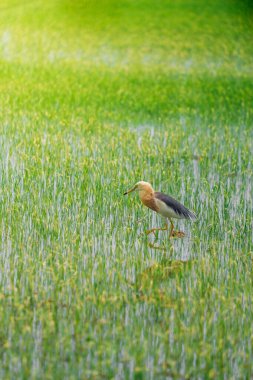 Turnalar, yeşil pirinç bitkilerinin filizlendiği pirinç tarlasının ortasında yiyecek arıyorlar.