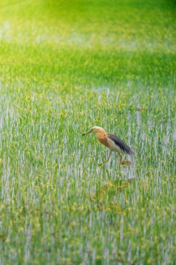Turnalar, yeşil pirinç bitkilerinin filizlendiği pirinç tarlasının ortasında yiyecek arıyorlar.