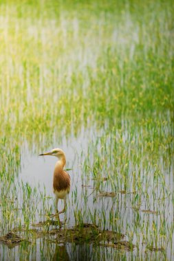 Turnalar, yeşil pirinç bitkilerinin filizlendiği pirinç tarlasının ortasında yiyecek arıyorlar.