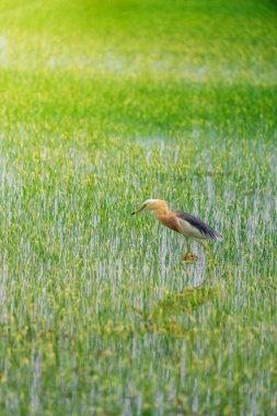 Turnalar, yeşil pirinç bitkilerinin filizlendiği pirinç tarlasının ortasında yiyecek arıyorlar.