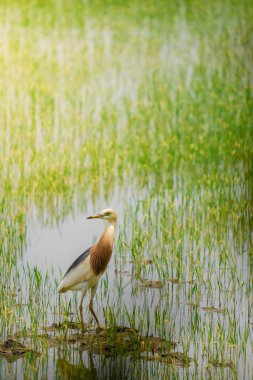 Turnalar, yeşil pirinç bitkilerinin filizlendiği pirinç tarlasının ortasında yiyecek arıyorlar.