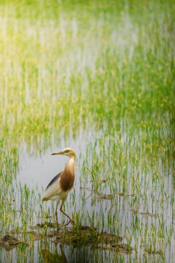 Turnalar, yeşil pirinç bitkilerinin filizlendiği pirinç tarlasının ortasında yiyecek arıyorlar.