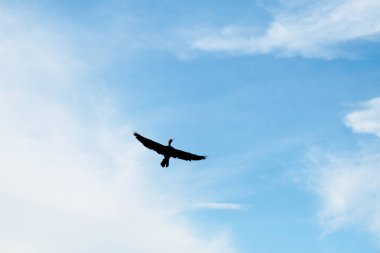 Turnalar, yeşil pirinç bitkilerinin filizlendiği pirinç tarlasının ortasında yiyecek arıyorlar.