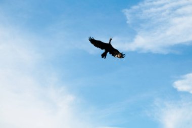 Turnalar, yeşil pirinç bitkilerinin filizlendiği pirinç tarlasının ortasında yiyecek arıyorlar.