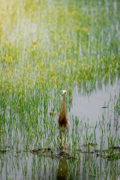Turnalar, yeşil pirinç bitkilerinin filizlendiği pirinç tarlasının ortasında yiyecek arıyorlar.