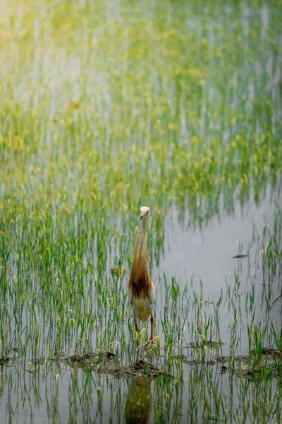 Turnalar, yeşil pirinç bitkilerinin filizlendiği pirinç tarlasının ortasında yiyecek arıyorlar.