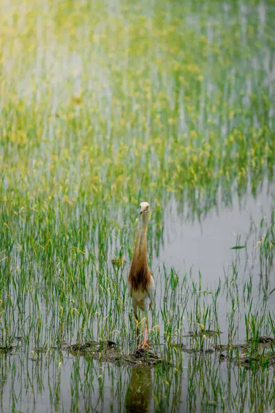 Turnalar, yeşil pirinç bitkilerinin filizlendiği pirinç tarlasının ortasında yiyecek arıyorlar.