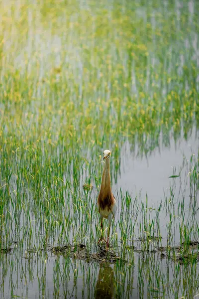 Turnalar, yeşil pirinç bitkilerinin filizlendiği pirinç tarlasının ortasında yiyecek arıyorlar.