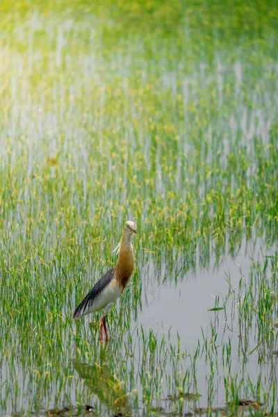 Turnalar, yeşil pirinç bitkilerinin filizlendiği pirinç tarlasının ortasında yiyecek arıyorlar.