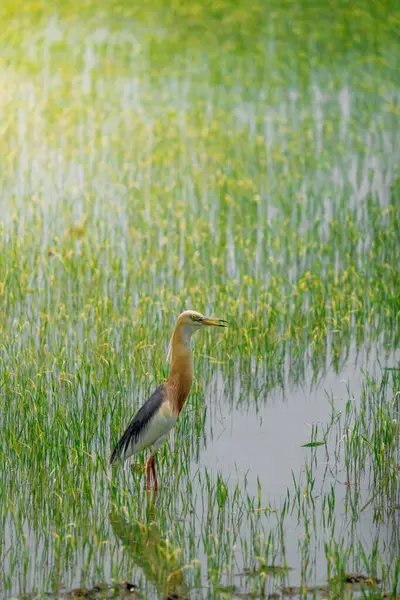 Turnalar, yeşil pirinç bitkilerinin filizlendiği pirinç tarlasının ortasında yiyecek arıyorlar.