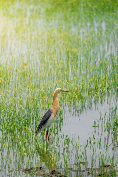 Turnalar, yeşil pirinç bitkilerinin filizlendiği pirinç tarlasının ortasında yiyecek arıyorlar.