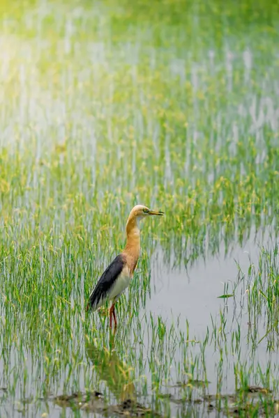 Turnalar, yeşil pirinç bitkilerinin filizlendiği pirinç tarlasının ortasında yiyecek arıyorlar.