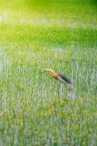 Turnalar, yeşil pirinç bitkilerinin filizlendiği pirinç tarlasının ortasında yiyecek arıyorlar.