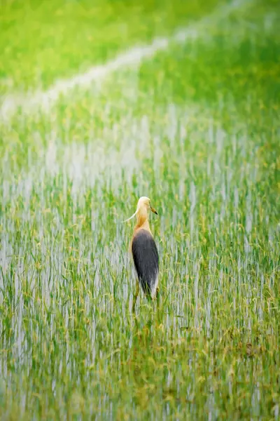 Turnalar, yeşil pirinç bitkilerinin filizlendiği pirinç tarlasının ortasında yiyecek arıyorlar.